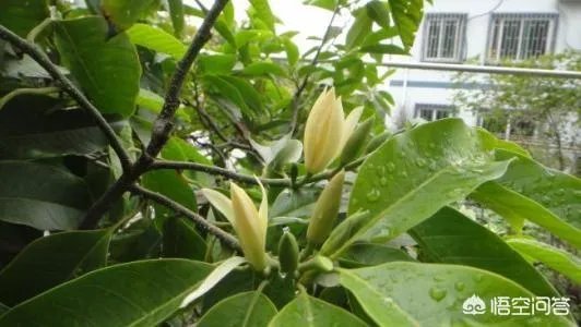 白兰花树怎么养殖?