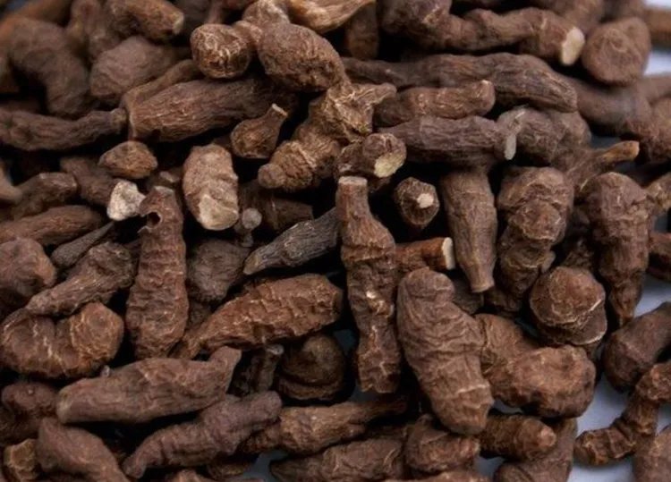 蕨麻的功效与作用