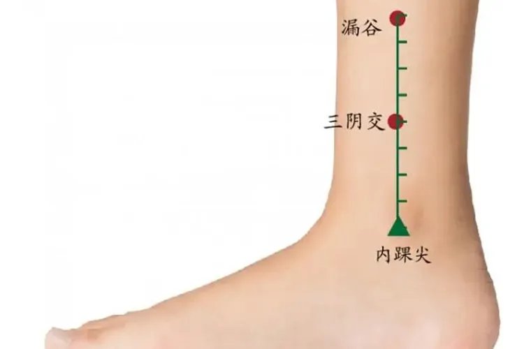 三阴焦位置图和作用