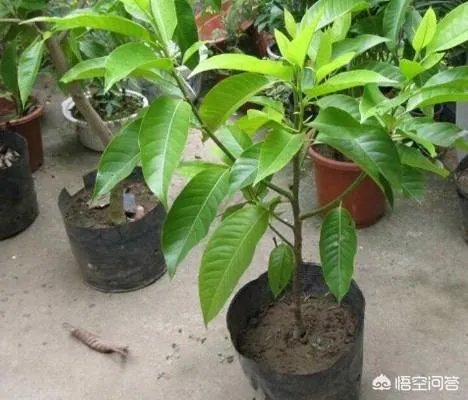 白兰花树怎么养殖?