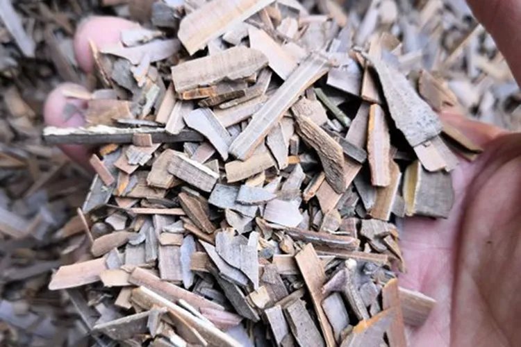 鬼箭羽图片大全