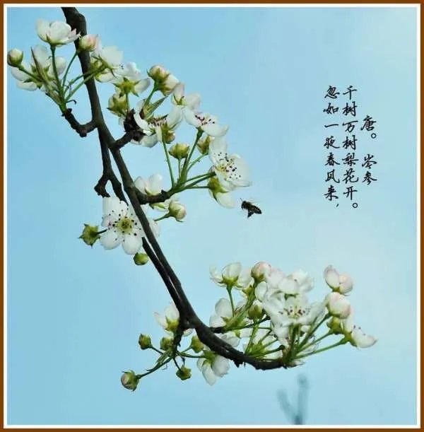 忽如一夜春风来，千树万树梨花开。是什么意思？