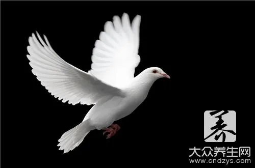 鸽子保健砂怎么配