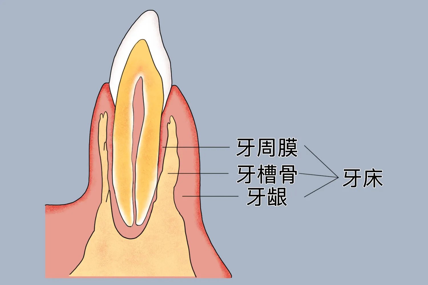 牙床图片