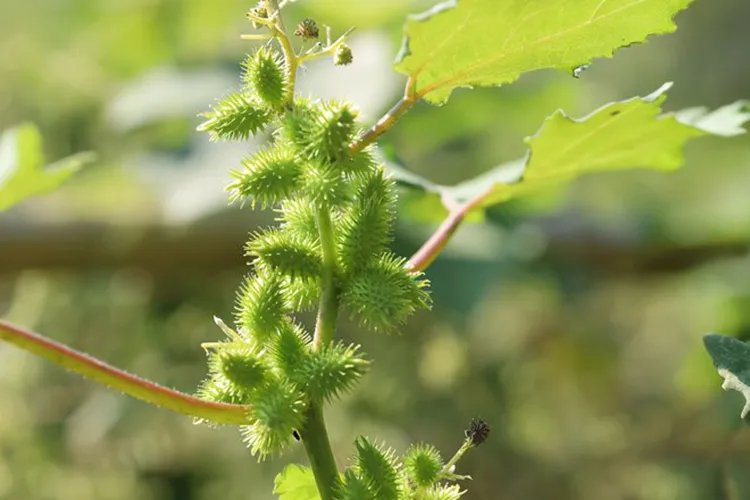 苍耳子图片大全