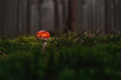 桑耳的功效有哪些 桑耳的食用方法