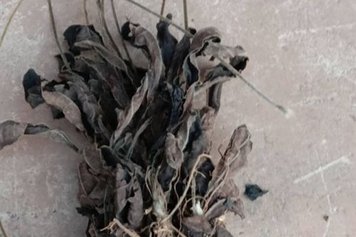 一枝香草药的功效与作用