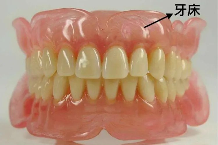 牙床图片