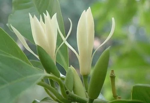 白兰花树怎么养殖?