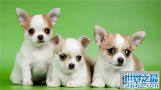 宠物狗金娃娃历史最悠久，精力充沛非常适合家养 