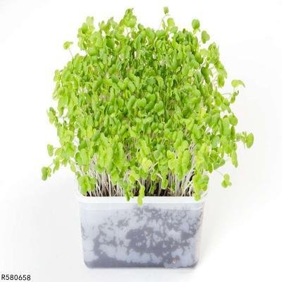 鱼腥草的功效与作用及食用方法