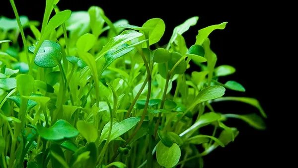 经常做深蹲有什么好处?正确深蹲的方法看这里