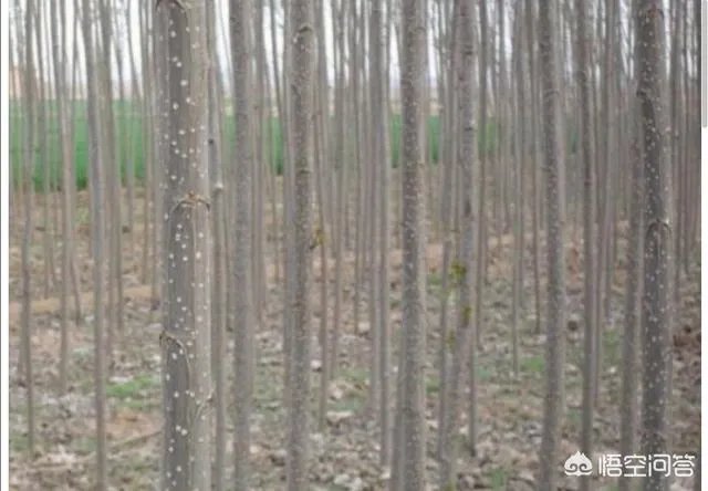 杨树苗什么时间种植比较好？