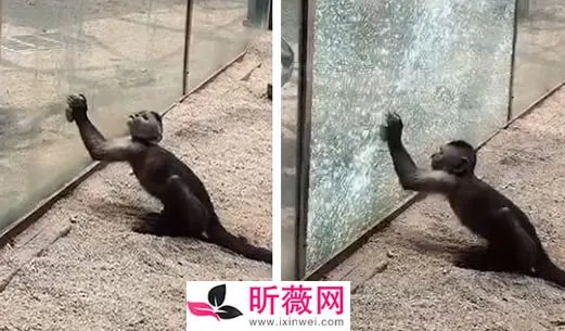 动物园猴子砸玻璃怎么回事：画面还原事发经过及结果