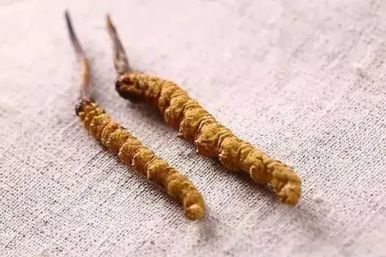 冬虫夏草植物图片大全