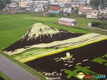 日本农民种出神奇稻田画 每年能够吸引20万游客