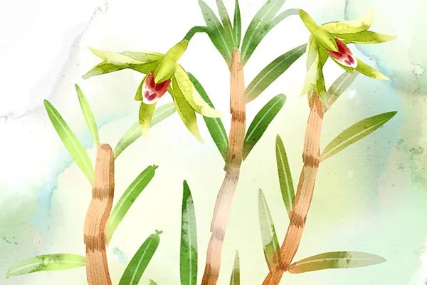 铁皮石斛花的功效与作用吃法