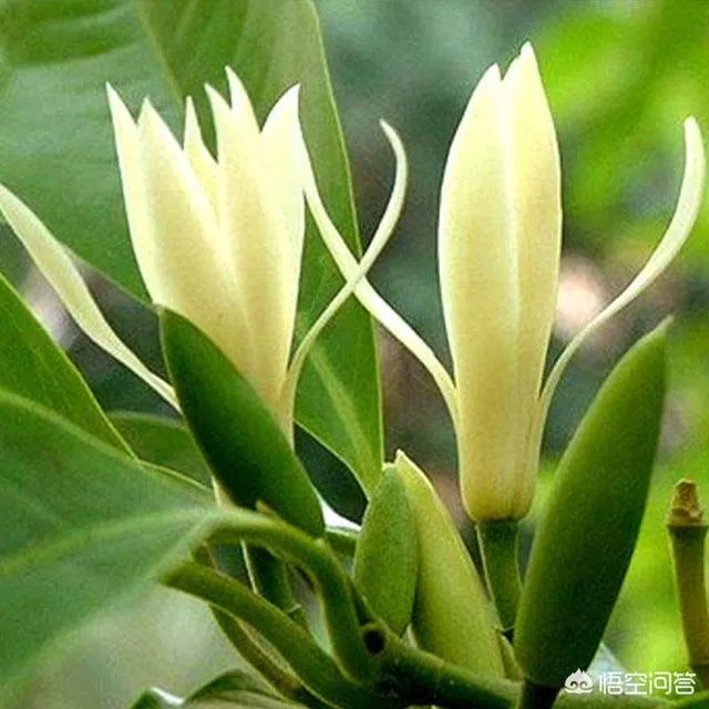 白兰花树怎么养殖?