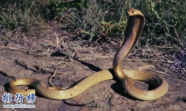 详解五毒是哪五毒 五毒为什么有壁虎而没有蜘蛛