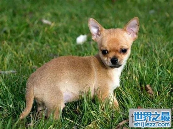 宠物狗金娃娃历史最悠久，精力充沛非常适合家养 