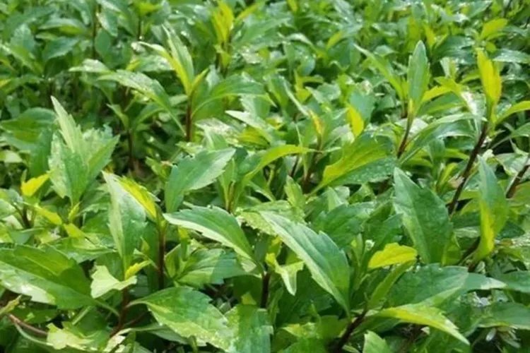 马兰头图片功效与作用禁忌