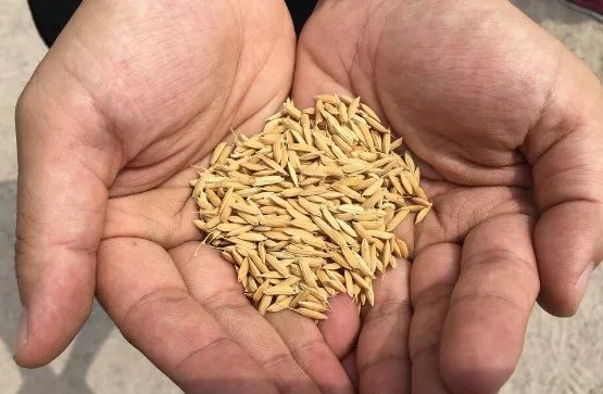 “青岛造”海水稻开始全国试种了?