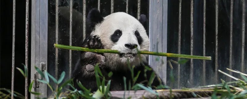 熊猫降级是怎么回事  熊猫降级的原因是什么