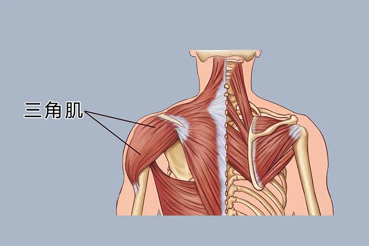三角肌在哪个位置图片