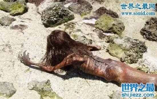 美人鱼化石,美人鱼才不是传说中的生物