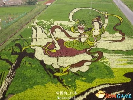 日本农民种出神奇稻田画 每年能够吸引20万游客