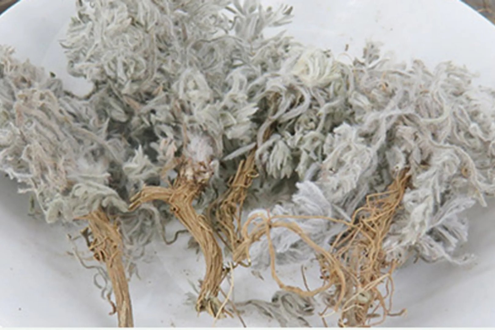 白蒿的功效与作用,主治什么病图片