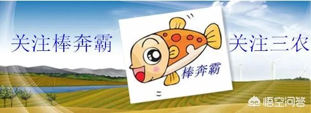 白兰花树怎么养殖?