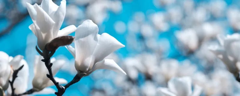 上海的市花是什么 什么花上海的市花