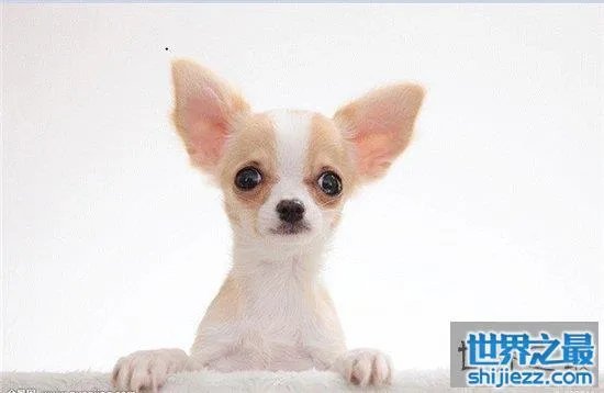 宠物狗金娃娃历史最悠久，精力充沛非常适合家养 