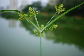 水莎草的功效与作用