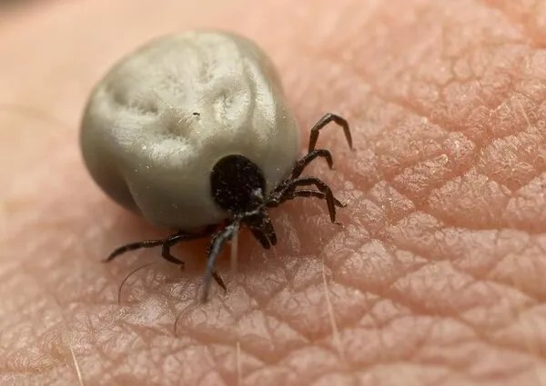 床上有虫子咬人怎么办怎样消灭