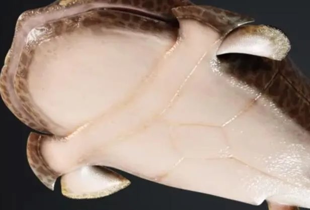 重庆发现4.23亿年前袖珍边城鱼是怎么回事 重庆发现4.23亿年前袖珍边城鱼长什么样