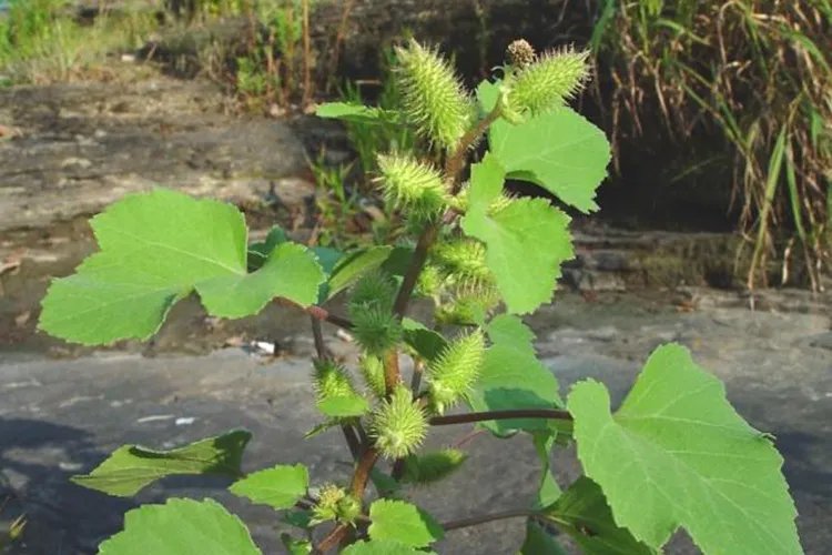 苍耳子图片大全