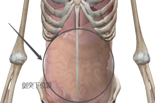 剑突下是什么位置图片
