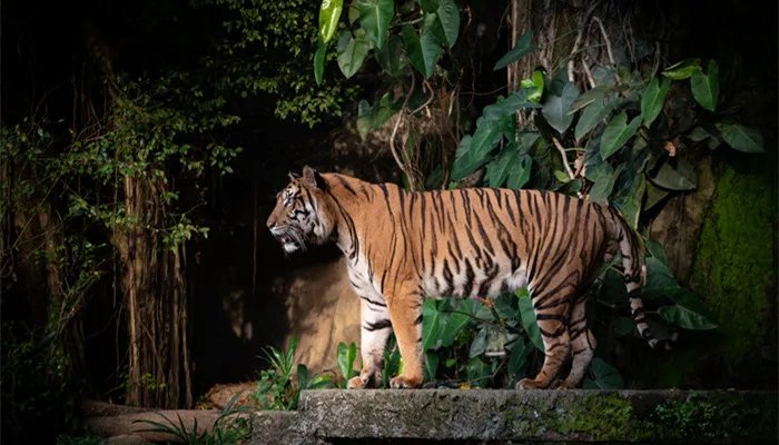 62年是哪个生肖属相 1962年生肖属什么