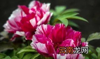 菏泽牡丹花会时间 关于菏泽牡丹花会时间介绍