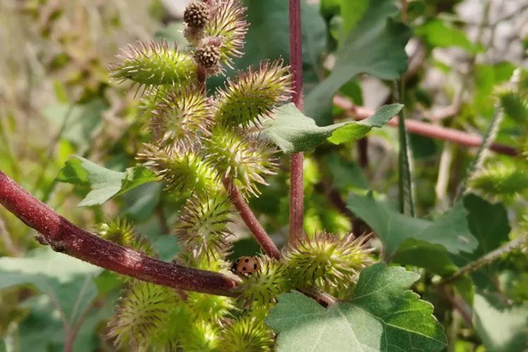 苍耳子图片大全