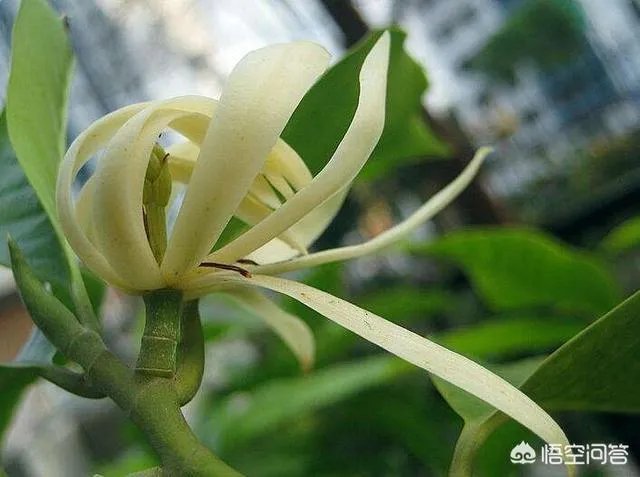 白兰花树怎么养殖?