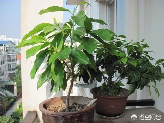 白兰花树怎么养殖?