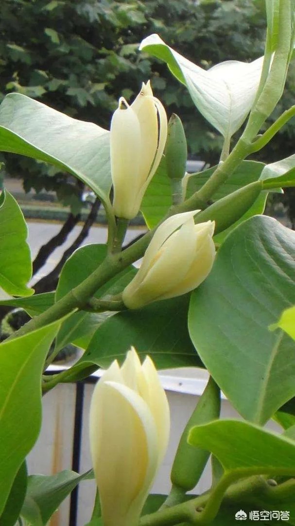 白兰花树怎么养殖?