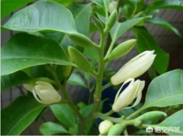 白兰花树怎么养殖?