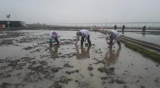 “青岛造”海水稻开始全国试种了?