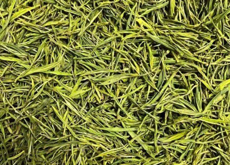 安吉白茶的功效与作用
