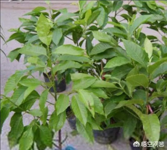 白兰花树怎么养殖?