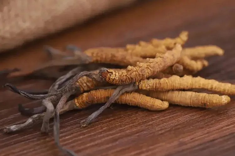 冬虫夏草植物图片大全